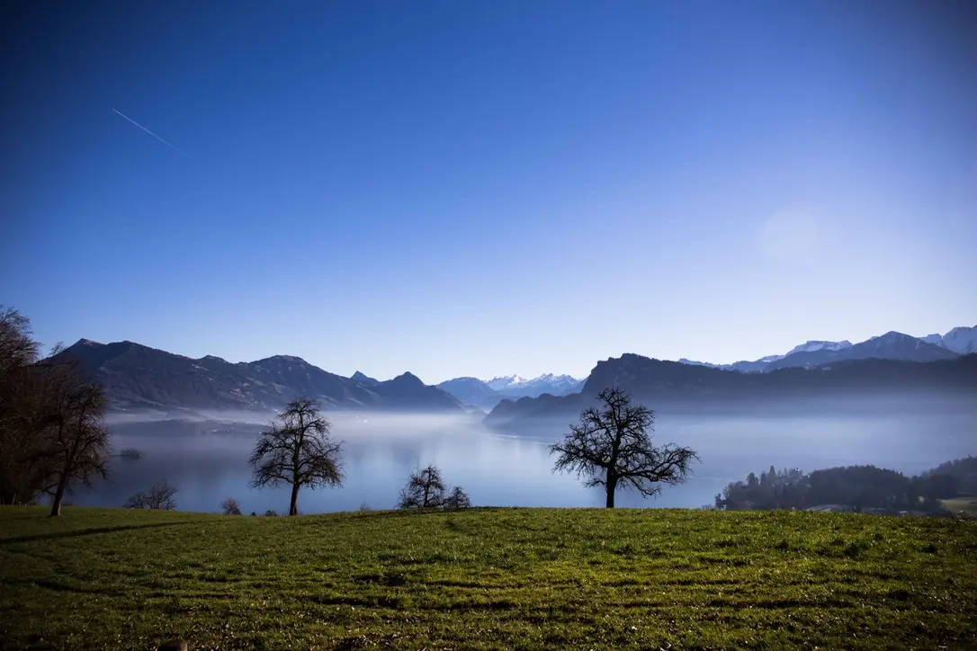 Drei Bäume über dem Vierwaldstättersee mit Blick auf die Zentralschweizer Berge